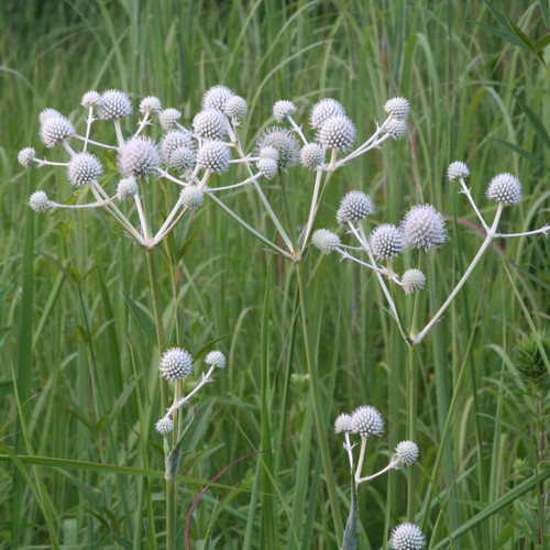 Eryngium yuccifolium, Rattlesnake master