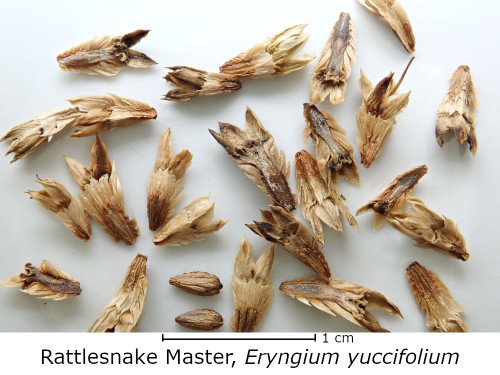 Eryngium yuccifolium (Rattlesnake Master) seed