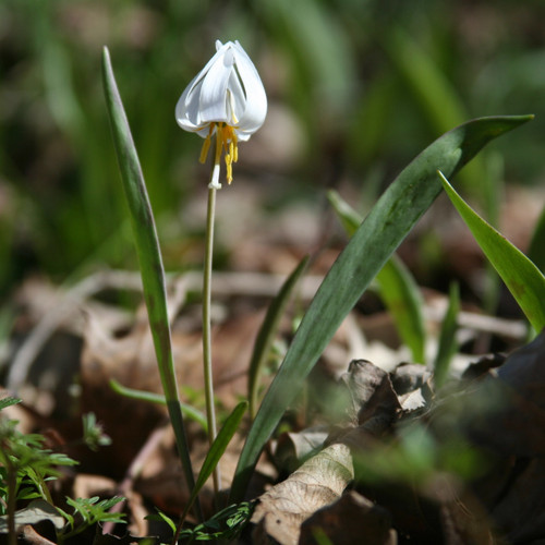 Erythronium albidum, trout lily