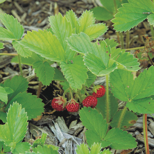 Fragaria virginiana (Wild Strawberry)