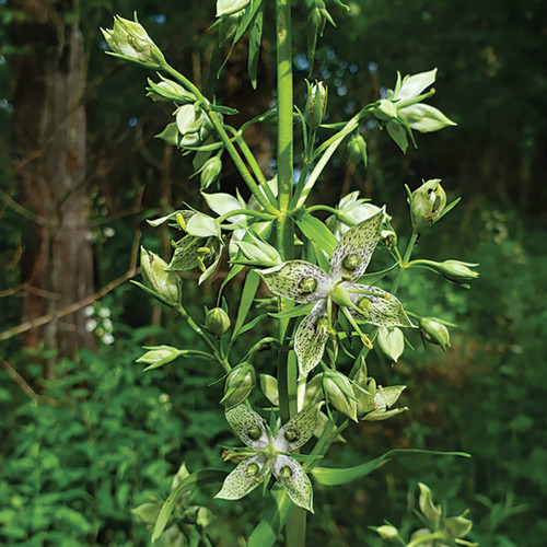 Frasera caroliniensis (American Columbo)
