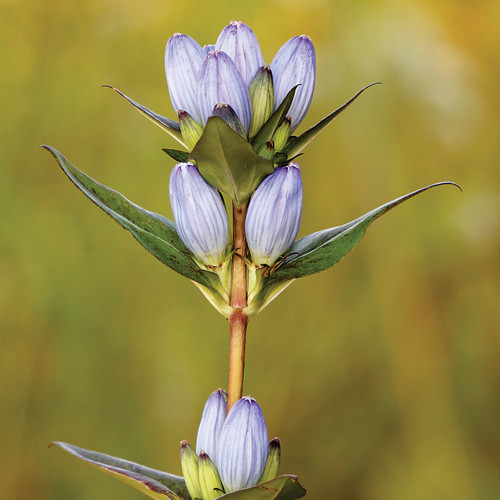 Gentiana andrewsii, Closed bottle gentian