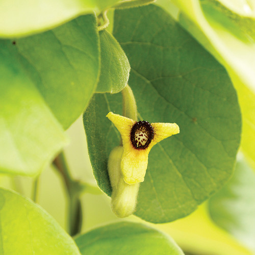 Aristolochia tomentosa, Dutchman's pipevine