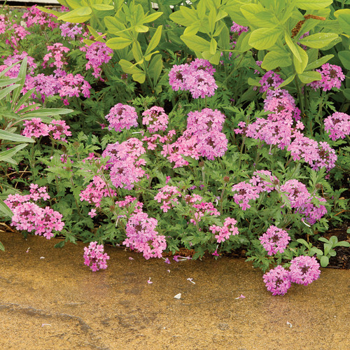 Glandularia canadensis, Rose verbena