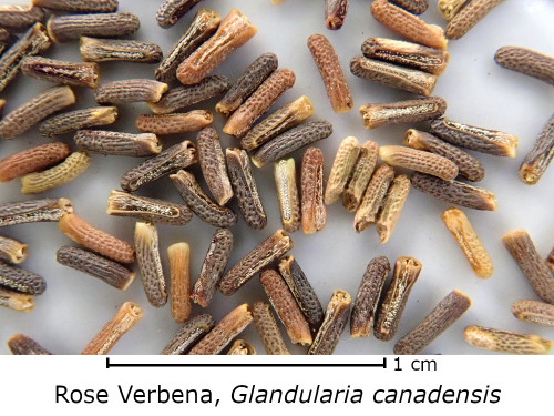 Glandularia canadensis (Rose Verbena) seed