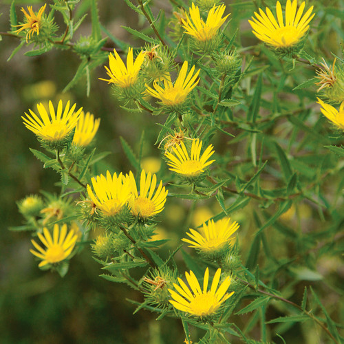 Grindelia lanceolata (Narrowleaf Gumweed)