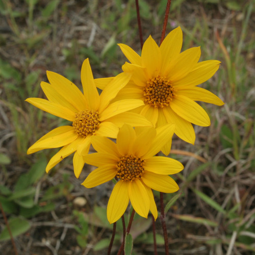 Helianthus occidentalis, Western sunflower