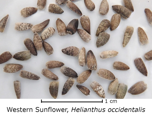 Helianthus occidentalis (Western Sunflower) seed