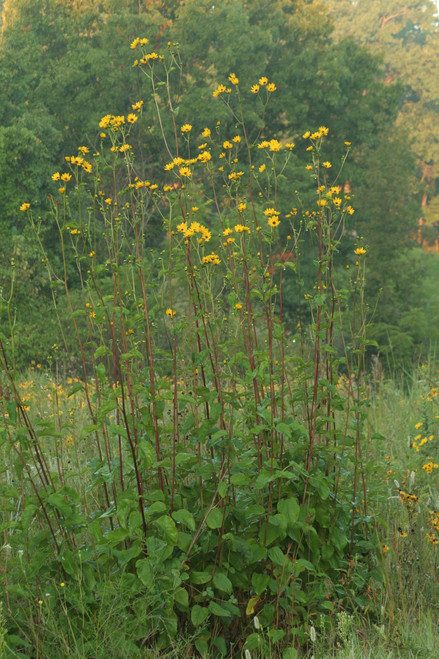 Helianthus silphioides, Silphium sunflower