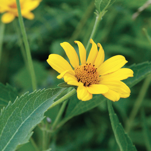 Heliopsis helianthoides (Oxeye Sunflower)