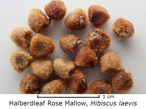 Hibiscus laevis, Halberdleaf rose mallow seed