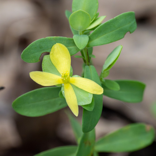 【種小名付】Acanthacorydalis unimaculata標本 Hypericum hypericoides ssp. multicaule (St. Andrew's Cross)