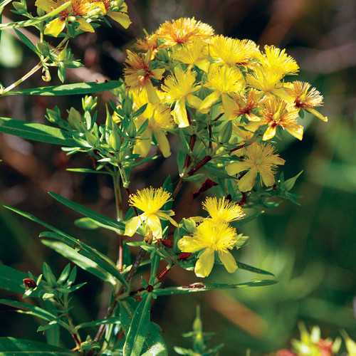 Hypericum prolificum, Shrubby St. John's wort Hypericum prolificum, Shrubby St. John's wort