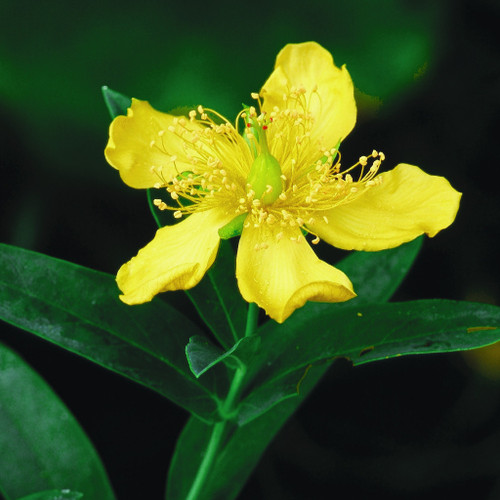 Hypericum hypericoides ssp. multicaule (St. Andrew's Cross)
