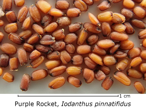 Iodanthus pinnatifidus, Purple rocket seed