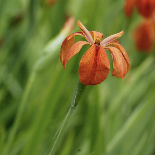 Iris fulva, Copper iris