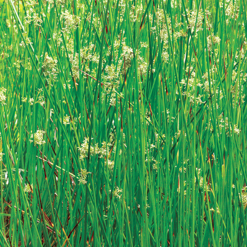 Soft rush, Juncus effusus