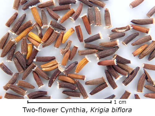 Krigia biflora (Two-flowered Cynthia) seed