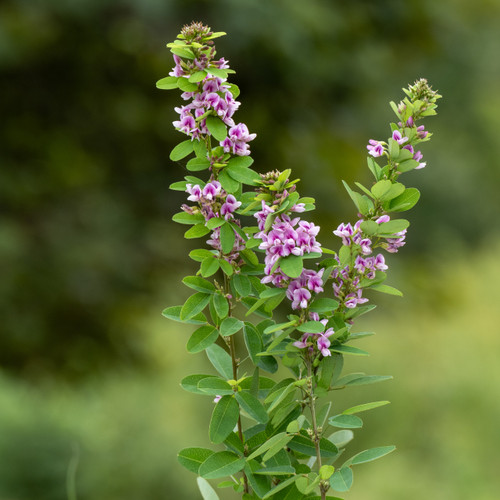 PLANT TYPES - Wildflowers - Missouri Wildflowers Nursery