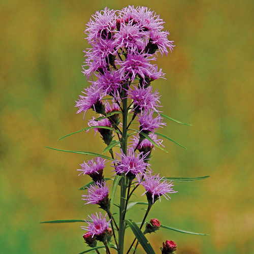 Liatris scariosa, eastern blazing star