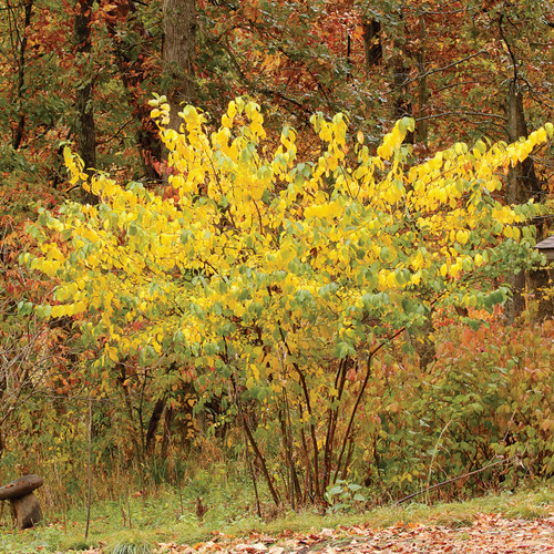 Spicebush, Lindera benzoin