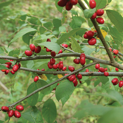 Spicebush, Lindera benzoin