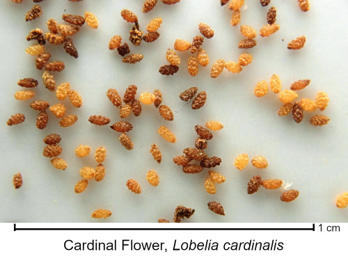 Lobelia cardinalis, Cardinal flower seed