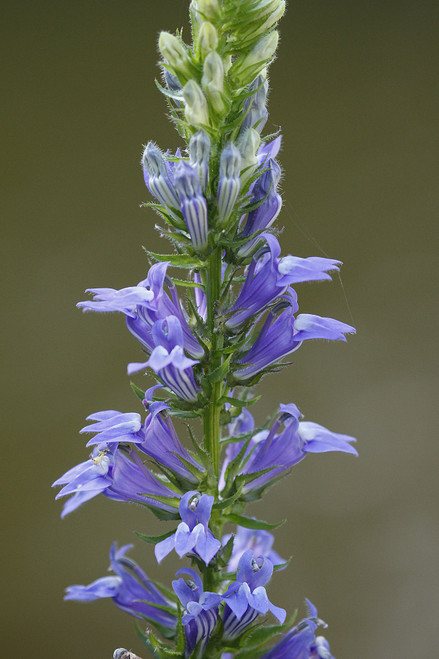 Lobelia siphilitica, Blue lobelia