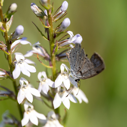 Lobelia spicata (Palespike Lobelia)