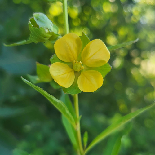 Ludwigia alternifolia, Seedbox