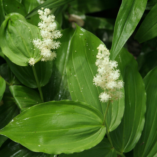 Maianthemum racemosum, Solomon's plume