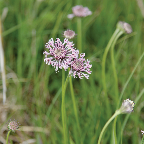 Marshallia caespitosa, Barbara's buttons