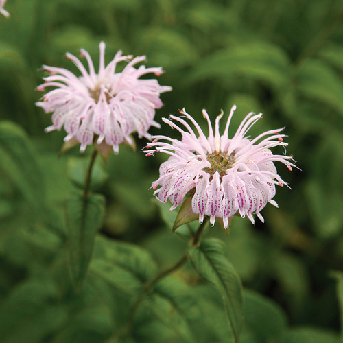 Monarda bradburiana, Beebalm