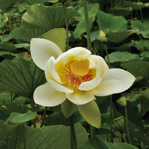 Nelumbo lutea, American lotus