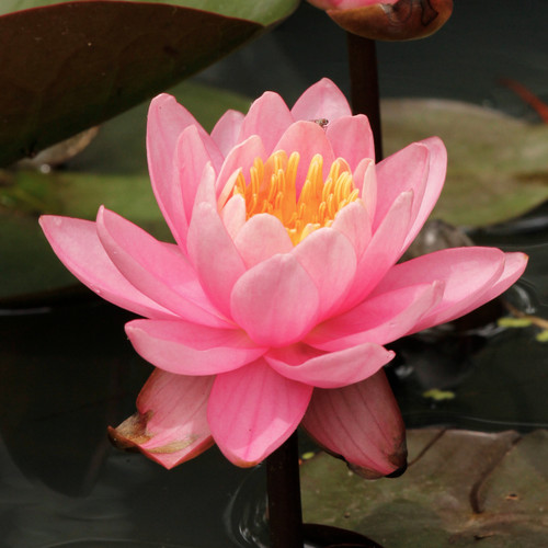 Nymphaea odorata, Water lily