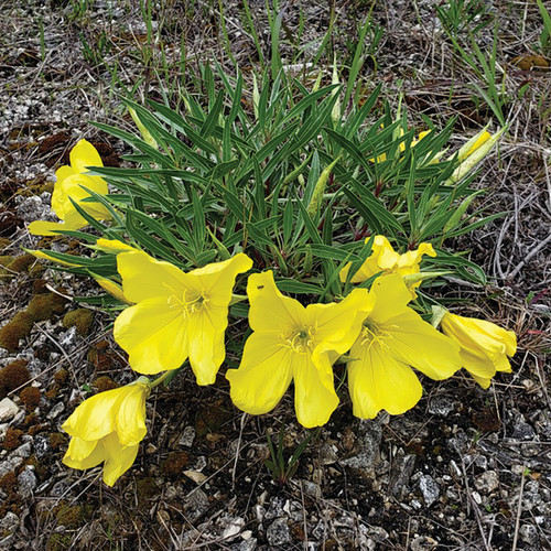 Oenothera macrocarpa, Missouri primrose