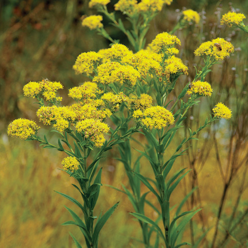 Oligoneuron riddellii, Riddell's goldenrod