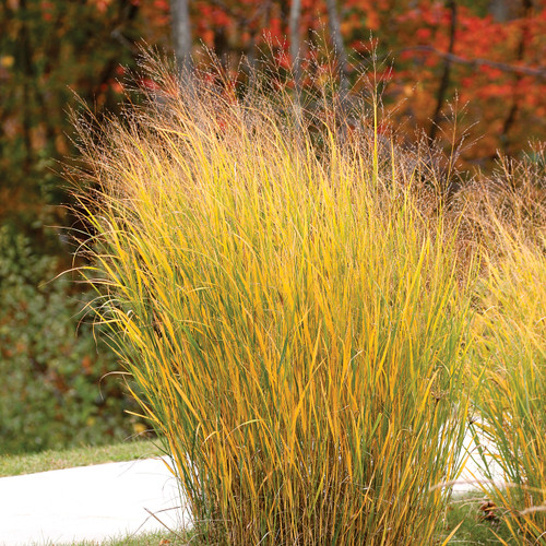 Panicum virgatum, Switchgrass