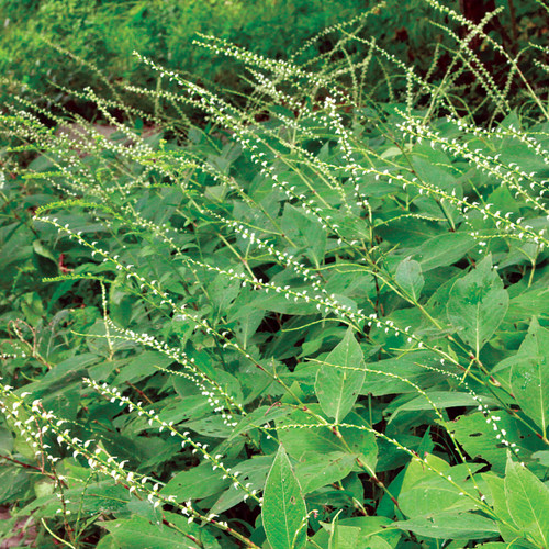 Persicaria virginiana, jumpseed