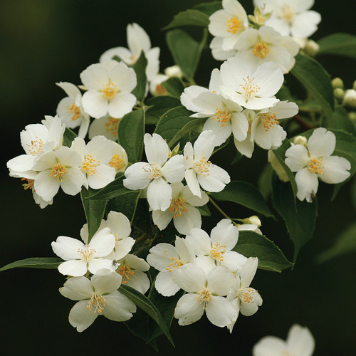 Philadelphus pubescens, Mock orange