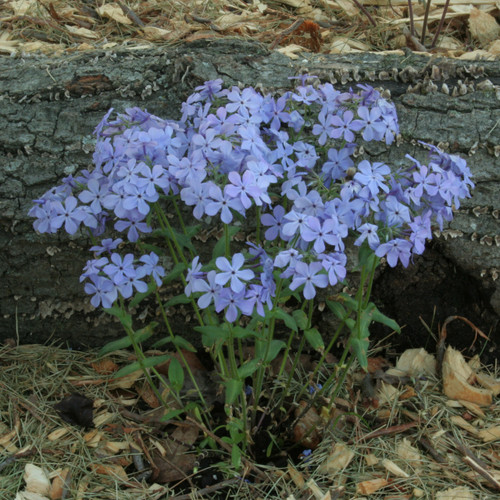 Phlox divaricata, Wild sweet William