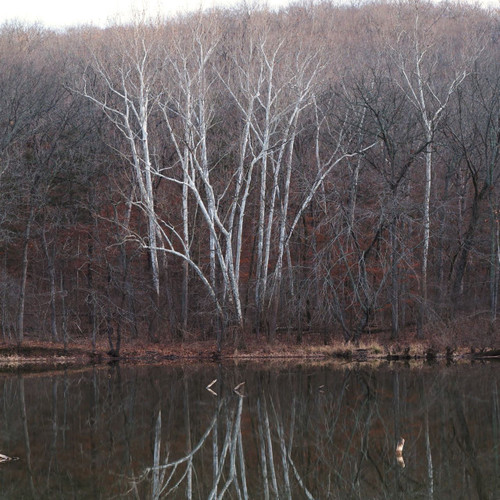 Platanus occidentalis (American Sycamore)