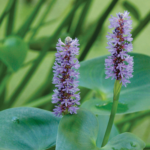 Pontederia cordata, Pickerel weed