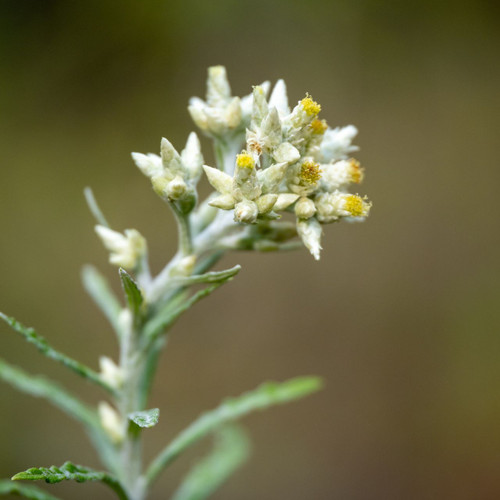 Pseudognaphalium obtusifolium (Sweet Everlasting)
