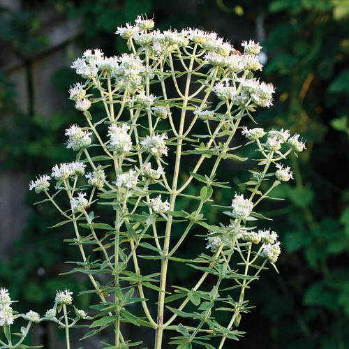 Pycnanthemum verticillatum (Hairy Mountain Mint)