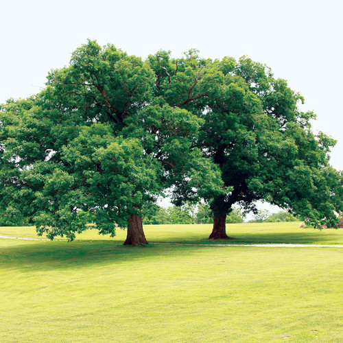 Quercus alba, White oak