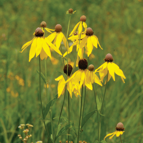 Ratibida pinnata, Grayhead coneflower