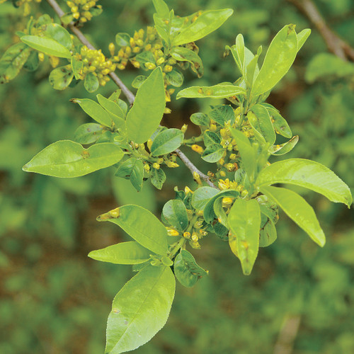 Rhamnus lanceolata, lanceleaf buckthorn