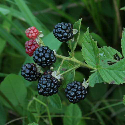 Rubus blackberry