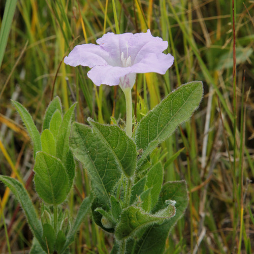 Ruellia humilis, Hairy wild petunia